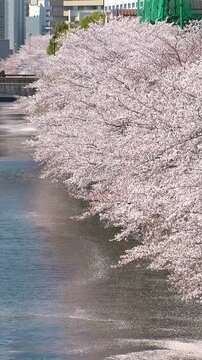 NAKAMEGURO, TOKYO, JAPAN : View of cherry blossoms and Meguro river. Japanese spring season and nature concept video. Vertical shot.