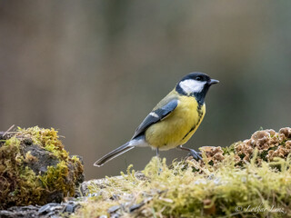 Naklejka premium Kohlmeise (Parus major)