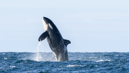 Fototapeta premium Majestic Orca Whale Breaching Dramatically