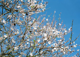 Beautiful Blooming almond tree in park
