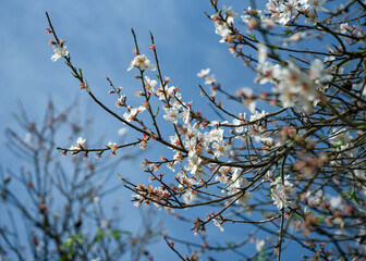 Beautiful Blooming almond tree in park
