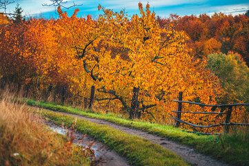 Naklejka premium A Scenic Country Road Winding Through Vibrant Orange Cherry Trees, Embracing the Warm Colors of a Golden Autumn Afternoon