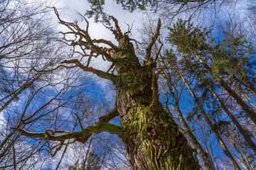 Old oak tree in a Masurian forest.