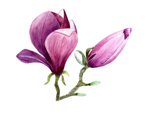 Watercolor compositions of magnolia flowers. Spring or summer decoration floral botanical illustrations. Watercolor isolated. Perfect for invitation, wedding or greeting cards.