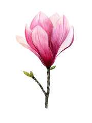 Watercolor magnolia flowers. Spring or summer decoration floral botanical illustrations. Watercolor isolated. Perfect for invitation, wedding or greeting cards.