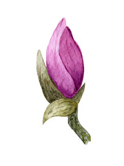 Watercolor magnolia flowers. Spring or summer decoration floral botanical illustrations. Watercolor isolated. Perfect for invitation, wedding or greeting cards.