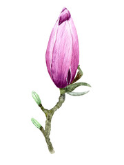 Watercolor magnolia flowers. Spring or summer decoration floral botanical illustrations. Watercolor isolated. Perfect for invitation, wedding or greeting cards.
