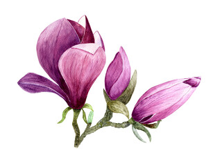 Watercolor compositions of magnolia flowers. Spring or summer decoration floral botanical illustrations. Watercolor isolated. Perfect for invitation, wedding or greeting cards.