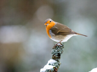 Rotkehlchen (Erithacus rubecula) 