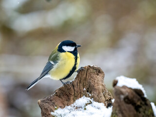 Kohlmeise (Parus major)    
