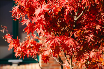 Red Japanese maple leaves in autumn. Abstract nature floral background with closeup Japanese acer red maple tree leaves.