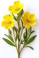 Fototapeta premium Radiant yellow flax flowers against a white background showcasing delicate petals and vibrant green stems in a botanical style