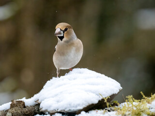 Kernbeißer (Coccothraustes coccothraustes)   