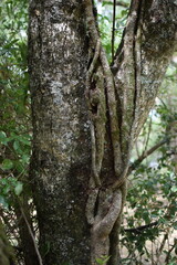 three botanic