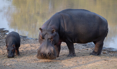 Afrikanische Tiere Flusspferde genannt Nilpferd - Hippo, im Krüger National Park - Kruger...