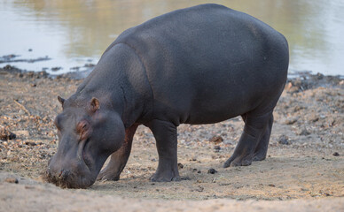 Afrikanische Tiere Flusspferde genannt Nilpferd - Hippo, im Krüger National Park - Kruger...