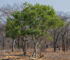 Euclea Schakalbeere ist ein Baum der Ebenholzgewächse, im Krüger National Park - Kruger...