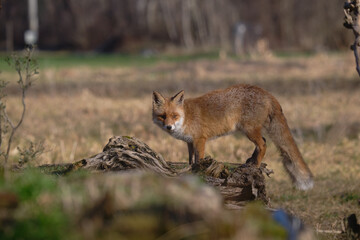 Uccellini e passeri in volo ,poiana picchio verde
