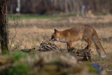 Uccellini e passeri in volo ,poiana picchio verde