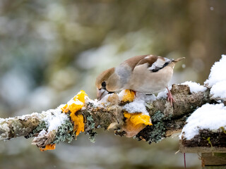 Kernbeißer (Coccothraustes coccothraustes)   