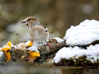 Kernbeißer (Coccothraustes coccothraustes)   