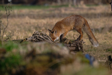 Uccellini e passeri in volo ,poiana picchio verde