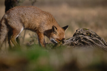 Uccellini e passeri in volo ,poiana picchio verde