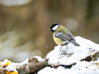 Fototapeta premium Kohlmeise (Parus major) 