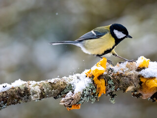 Kohlmeise (Parus major)  