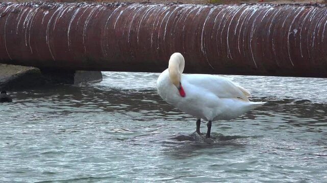 Cygnus olor - big white bird swan cleaning feathers