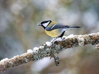 Obraz premium Kohlmeise (Parus major) 
