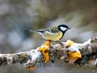 Kohlmeise (Parus major)  