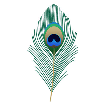 Mayilpeeli, peacock feather or mor pankh isolated on transparent background, png image, for festival of vishu and janmashtami 