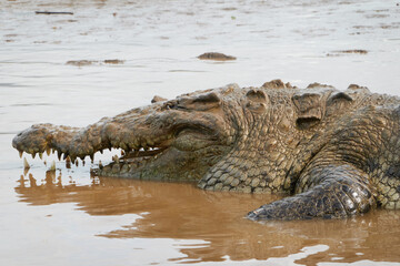 Jaco, Costa Rica - November 21, 2024 - american crocodile, Crocodilus acutus, in the banks of Tarcoles river, in Puntarenas province