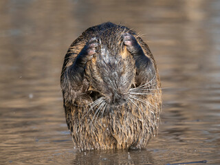 Nutria (Myocastor coypus)
