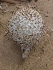 This is a picture of a stranded Diodon holocanthus at the beach.