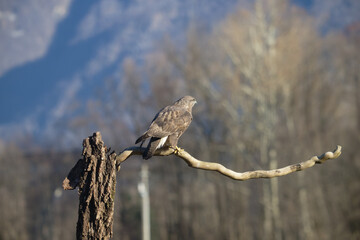Uccellini e passeri in volo ,poiana picchio verde