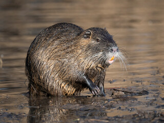 Nutria&nbsp;(Myocastor coypus)