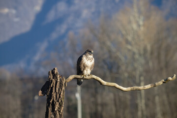 Uccellini e passeri in volo ,poiana picchio verde