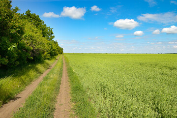 Country road through young pea field and blue sky with white clouds.