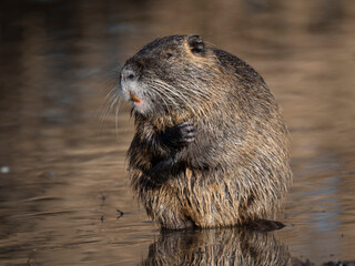Nutria (Myocastor coypus)