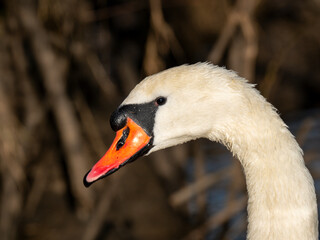 Höckerschwan (Cygnus olor)