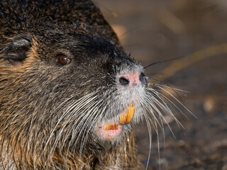 Nutria (Myocastor coypus)