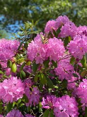 pink azalea yellow butterfly