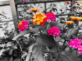 Lantanas color focus