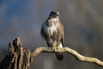 Uccellini e passeri in volo ,poiana picchio verde