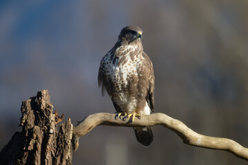 Uccellini e passeri in volo ,poiana picchio verde