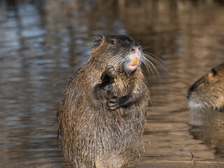 Nutria (Myocastor coypus)