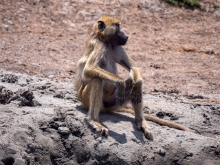 A deeply relaxed bear baboon (Papio ursinus) sitting at a waterhole in Hwange National Park