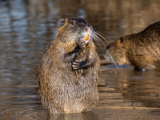 Nutria (Myocastor coypus)